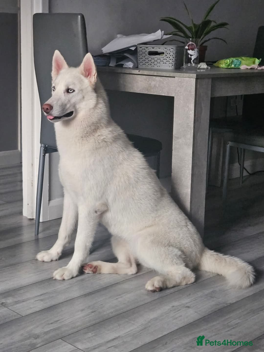 Siberian Husky dogs for sale: 10 month old white female  - Image 2