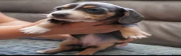 Miniature Dachshund dogs for sale: KC PIEBALD MINIATURE DACHSHUNDS in Birkenhead - Advert 12