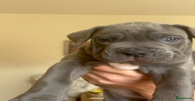 Cane Corso dogs - Advert 2