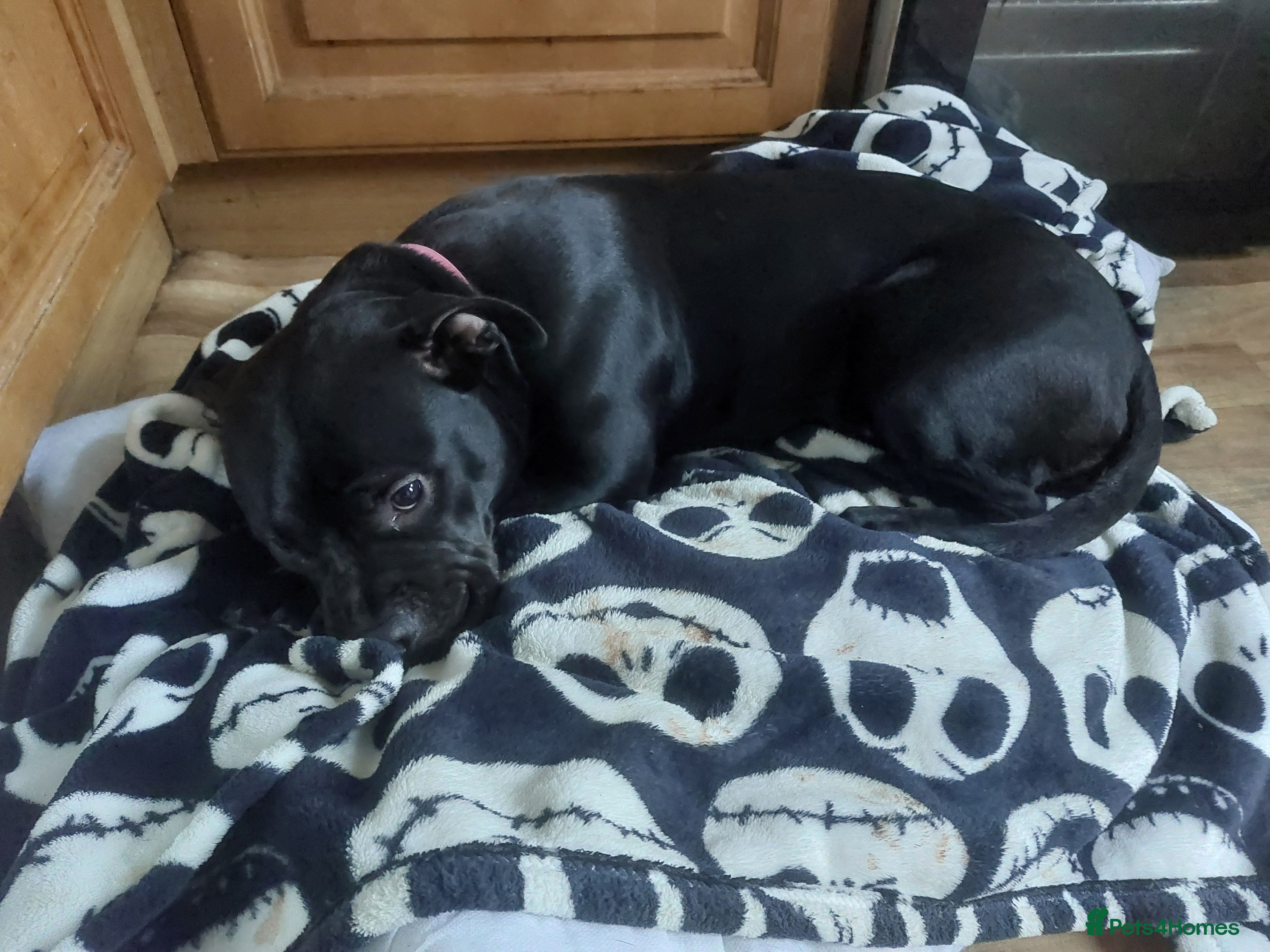 Mixed Breed dogs Mix breed staffy/rotti - Advert 13