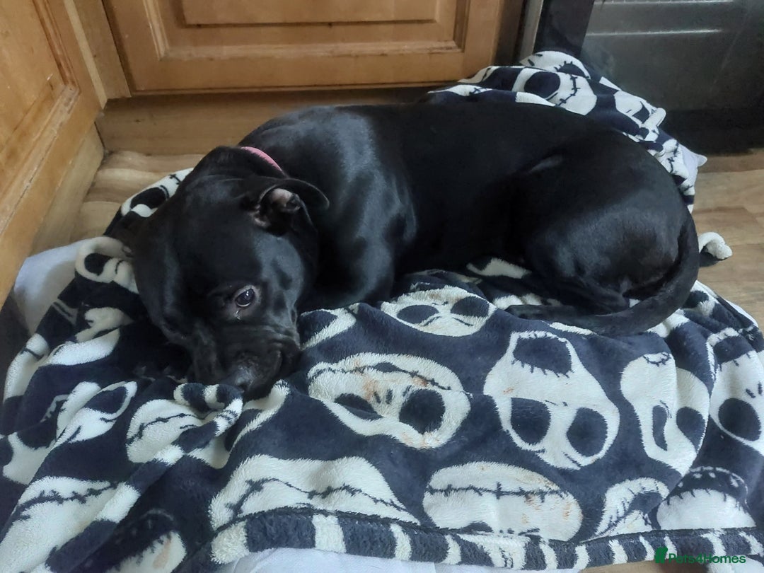 Mixed Breed dogs for sale: Mix breed staffy/rotti - Advert 1