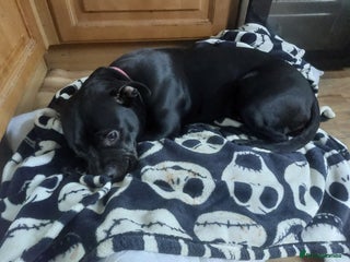 Mixed Breed dogs Mix breed staffy/rotti - Advert 1