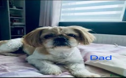 Shih Tzu dogs for sale: Cute Shih-Tzu puppies😍😍😍 - Image 11