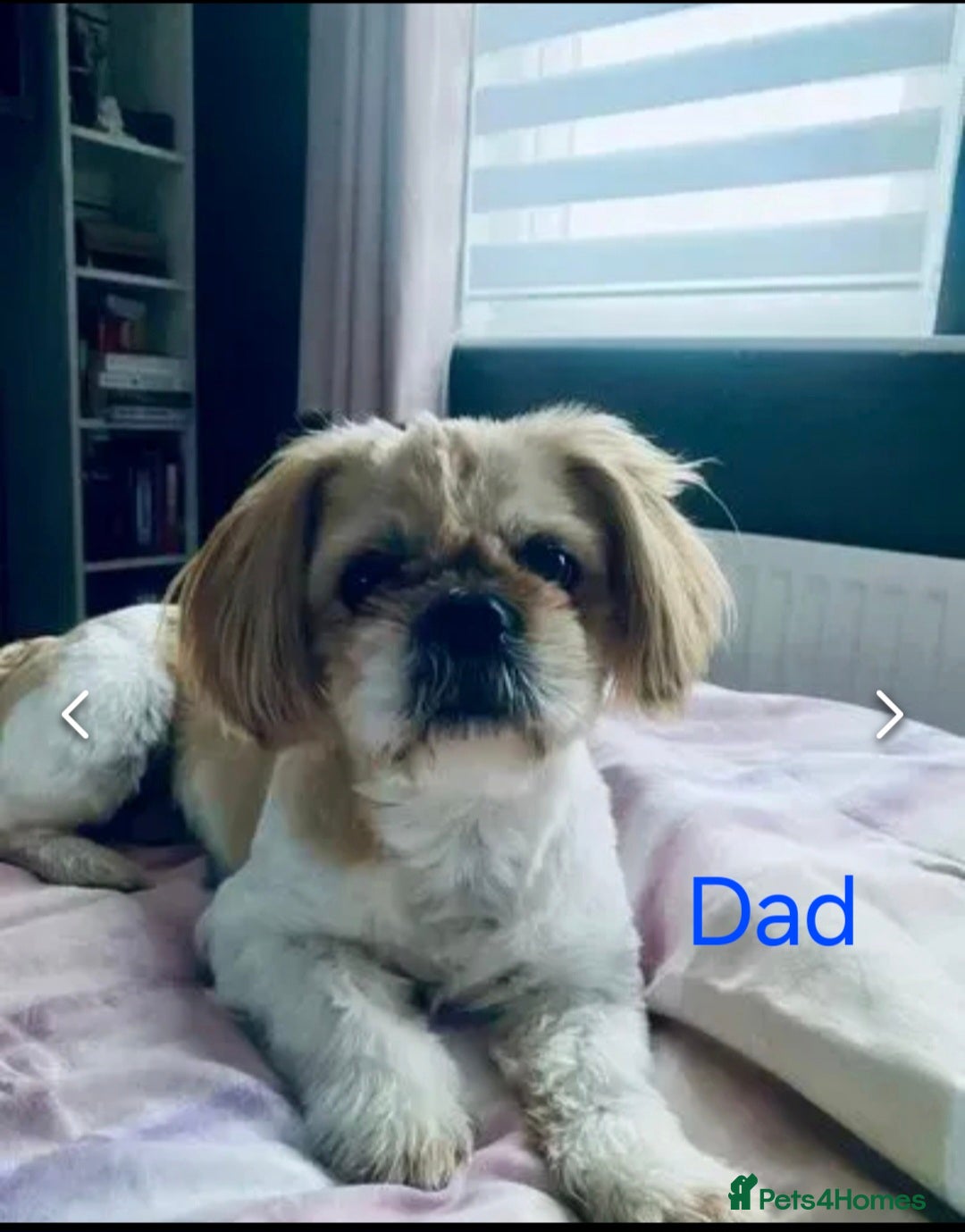 Shih Tzu dogs for sale: Cute Shih-Tzu puppies😍😍😍 - Image 11