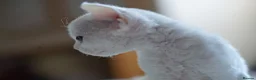 Devon Rex cats for sale: ❤️ Pure Line Devon Rex Kittens Available ❤️ - Advert 9