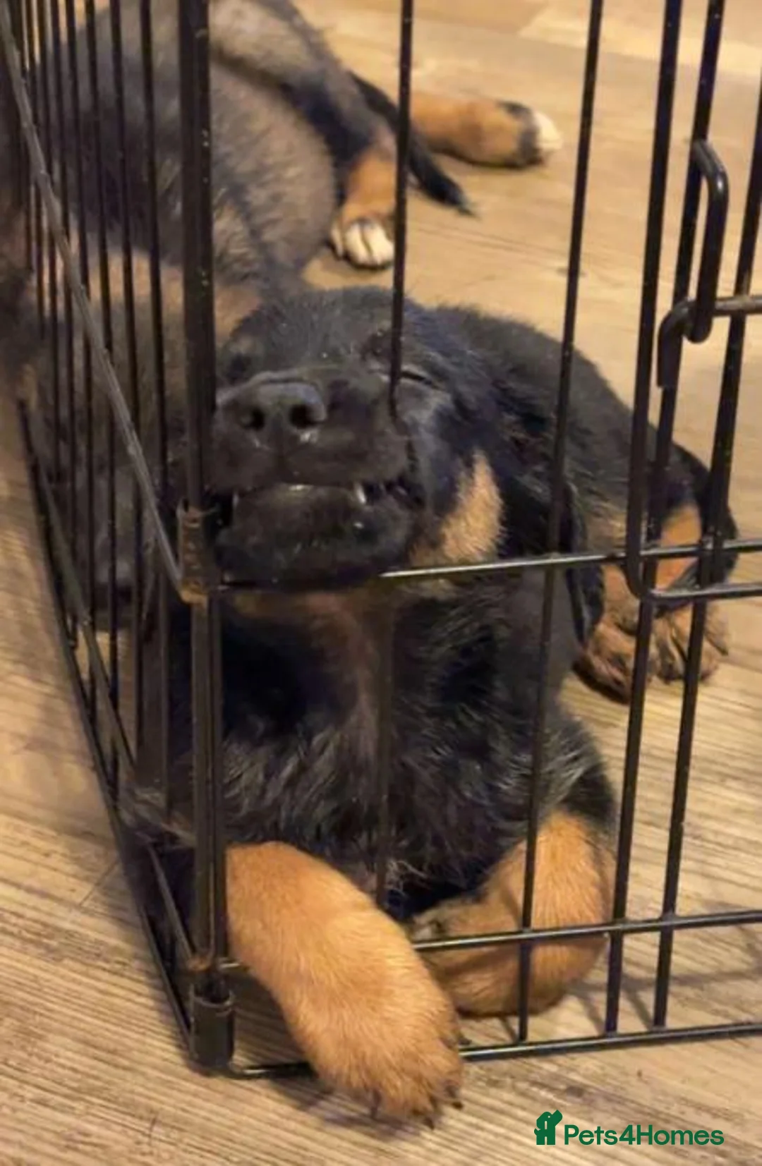 Mixed Breed dogs for sale: Puppies German Shepherd x Saluko x Dutch Harder - Advert 2
