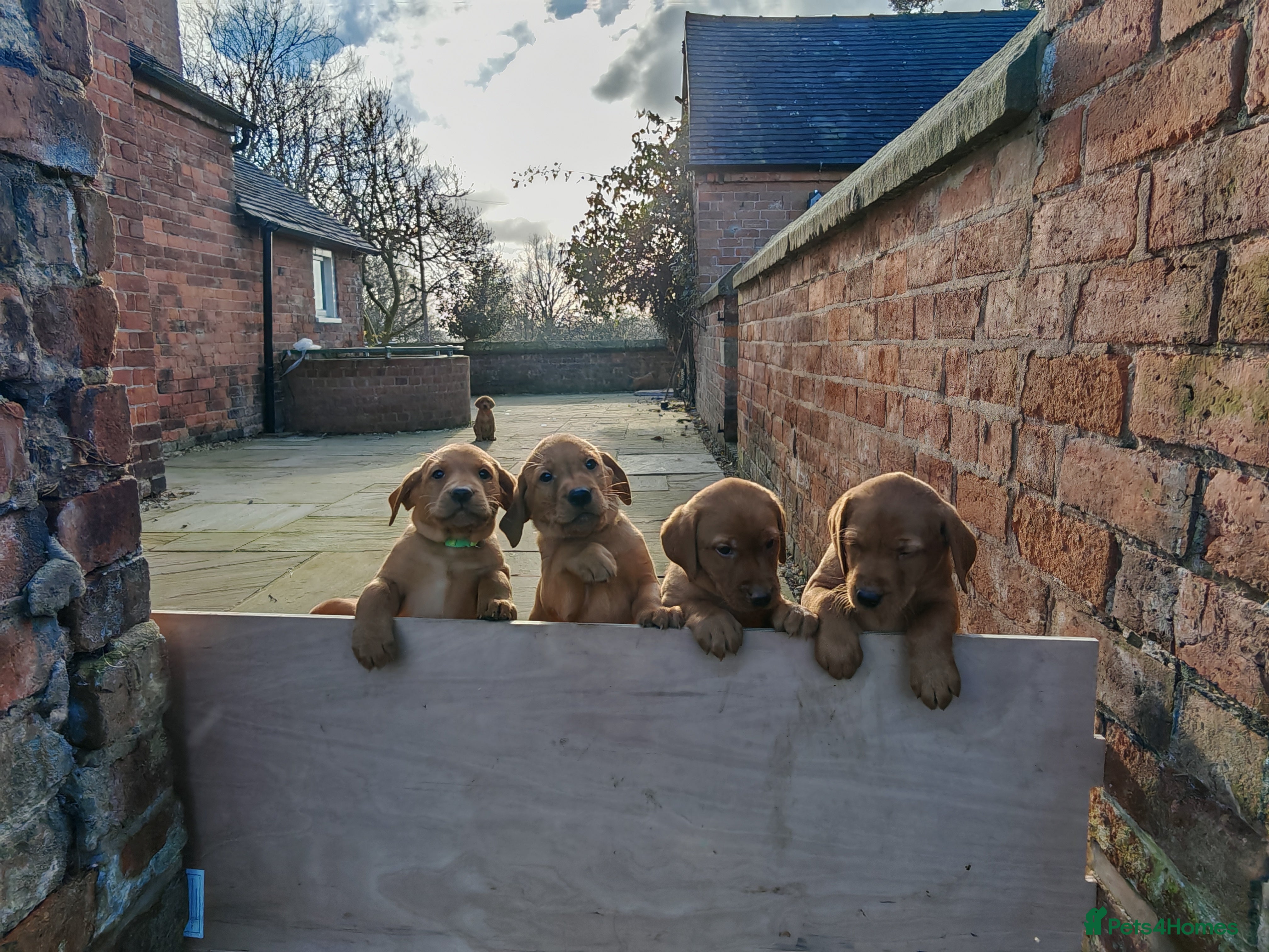 Labrador Retriever dogs Fox Red Labrador Puppies, last two boys - Advert 6