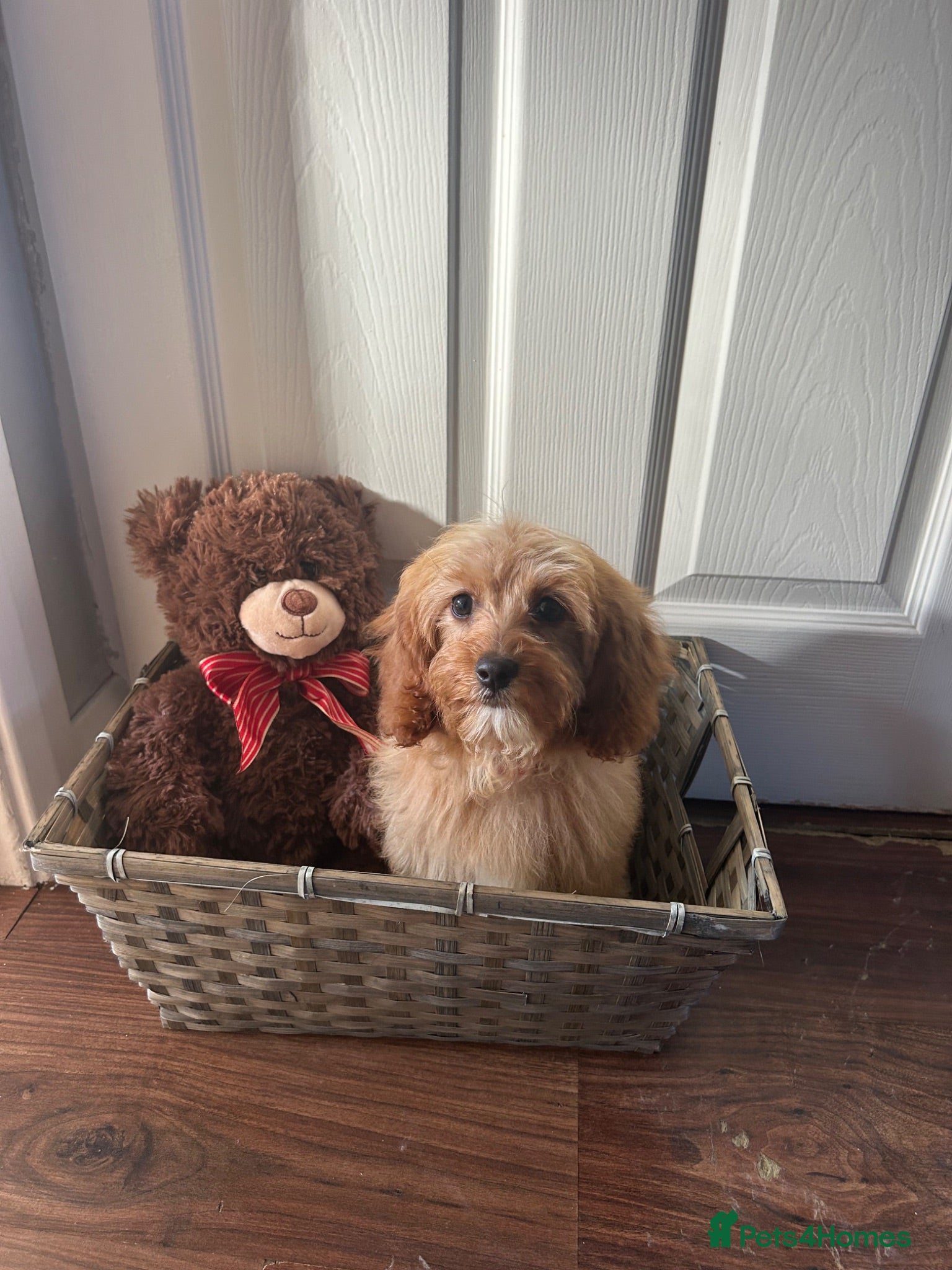 Cavapoo dogs Beautiful cavapoo puppies - Advert 2