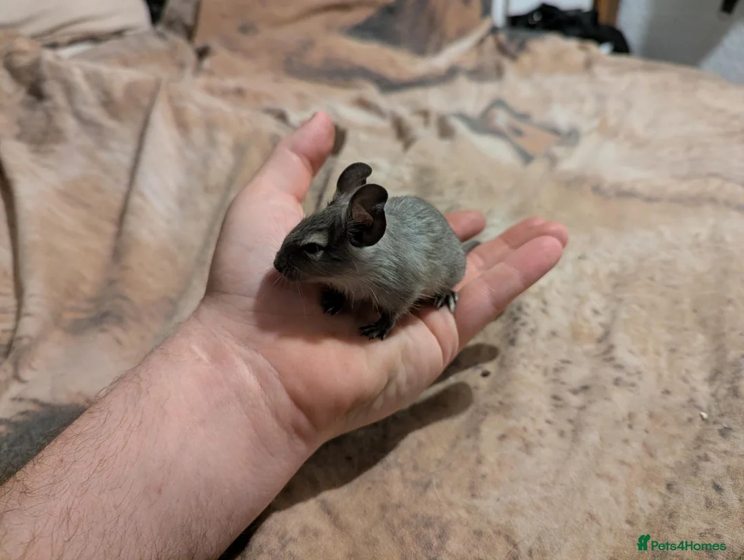 Degus rodents for sale: Two young female degu's  - Advert 7