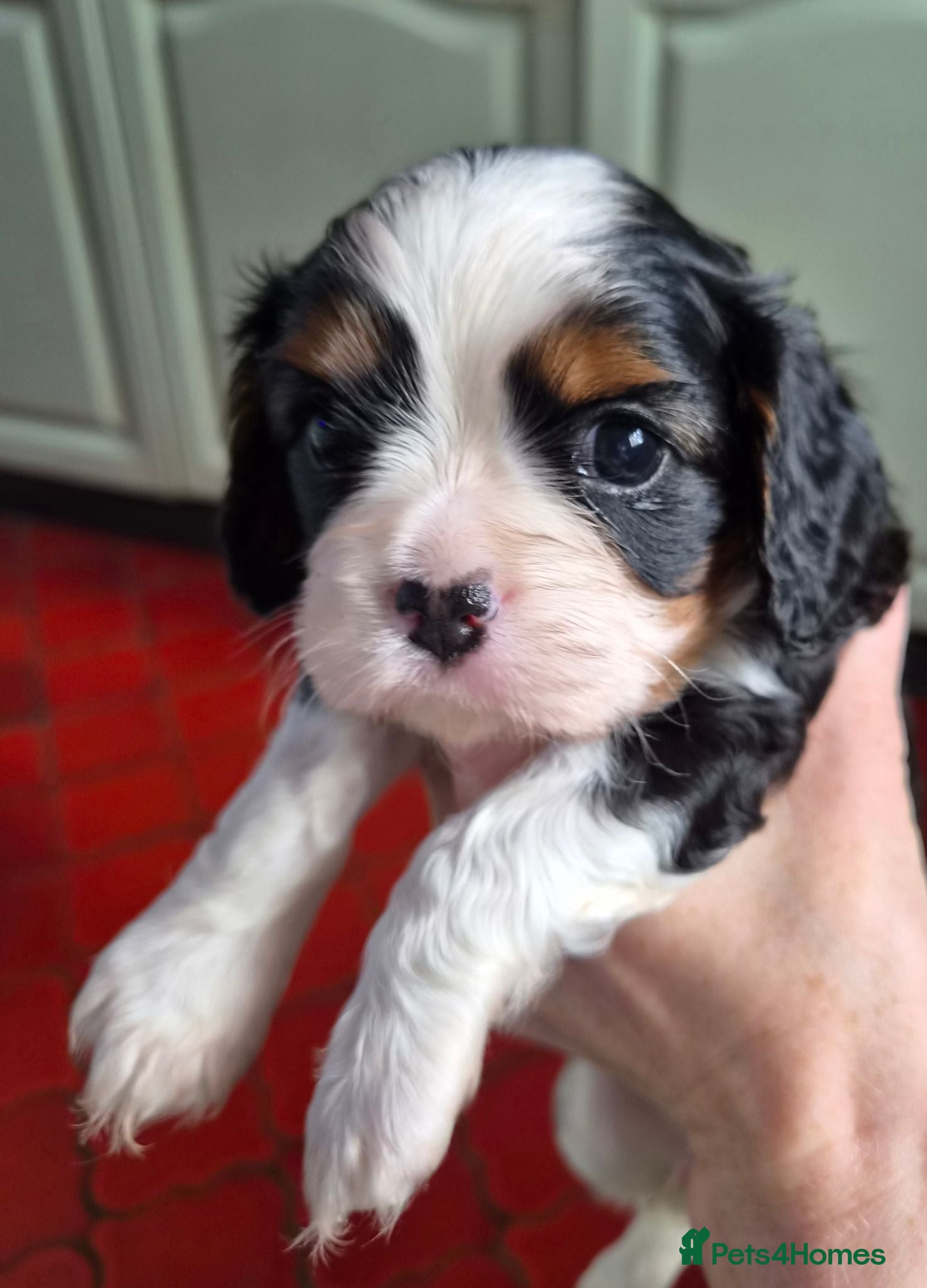 Cavalier King Charles Spaniel dogs 1 available fantasic Pedigree CKCS  - Advert 1