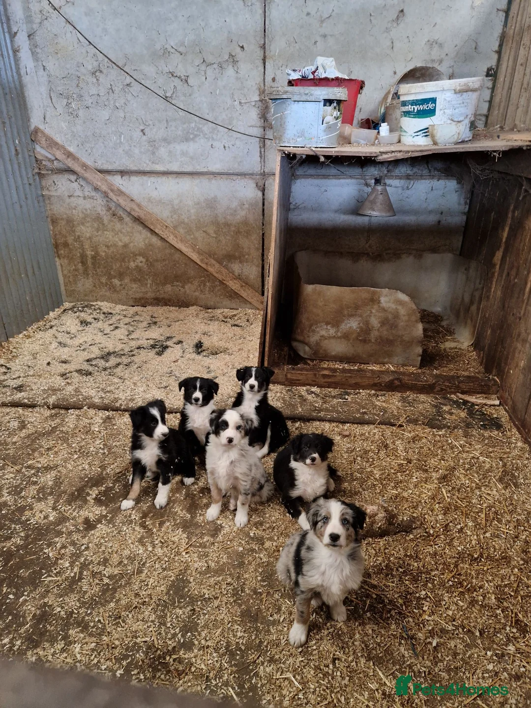 Border Collie dogs for sale: Beautiful  border collie pups - Advert 1