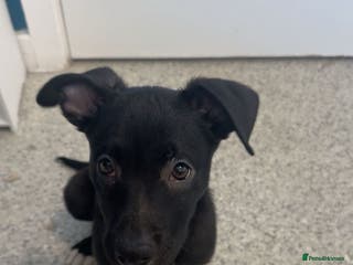 Mixed Breed dogs Dutch herder and blue American bull dog - Advert 2