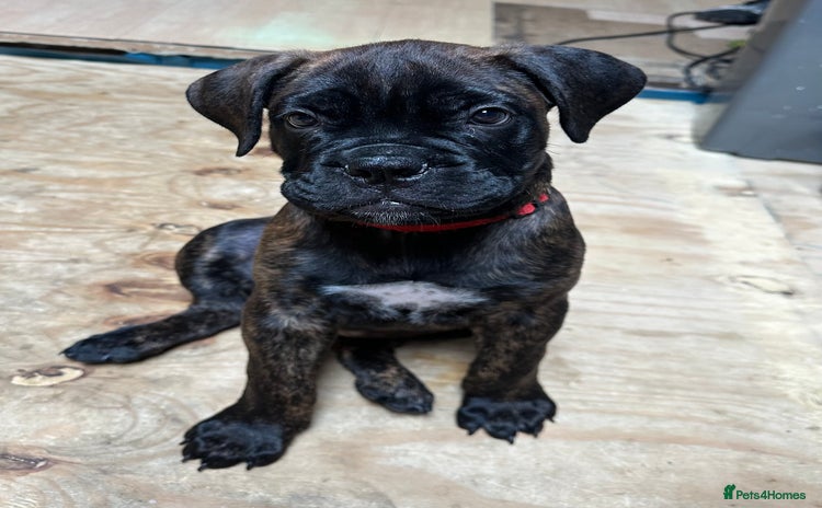 Bullmastiff dogs - Advert 1