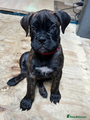 Bullmastiff dogs - Advert 3