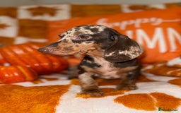 Miniature Dachshund dogs for sale: 🩷💙Stunning KC Mini Dachshund Puppies💙 - Image 1