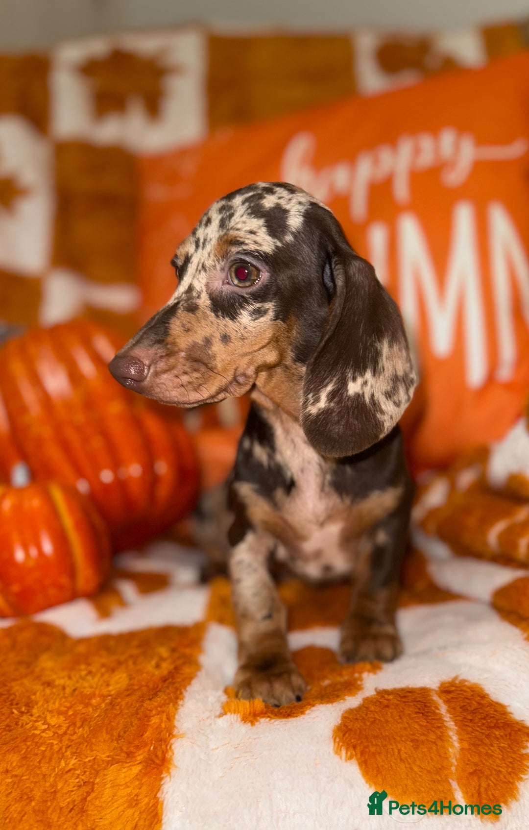 Miniature Dachshund dogs for sale: 🩷💙Stunning KC Mini Dachshund Puppies💙 - Image 1
