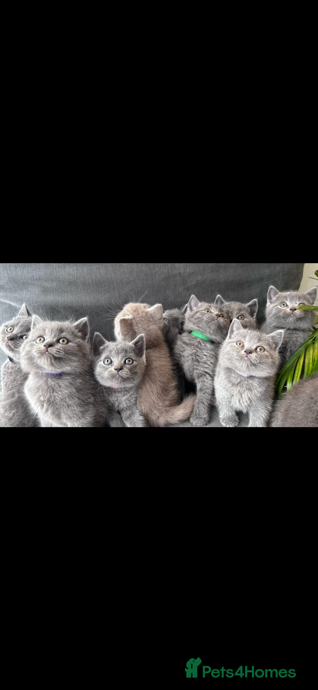 British Shorthair cats for sale: PURE PEDIGREE BSH KITTENS - Image 32