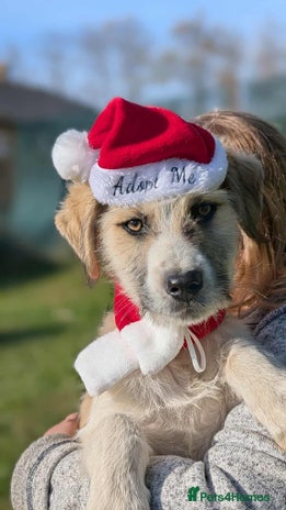 Mixed Breed dogs Boo for adoption - Advert 1