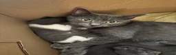 Mixed Breed cats for sale: Grey and White male kitten  - Advert 1