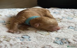 Cockapoo dogs for sale: STUNNING LITTER OF COCKAPOO - Image 6