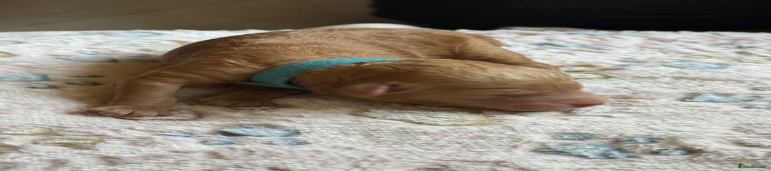 Cockapoo Puppy 3