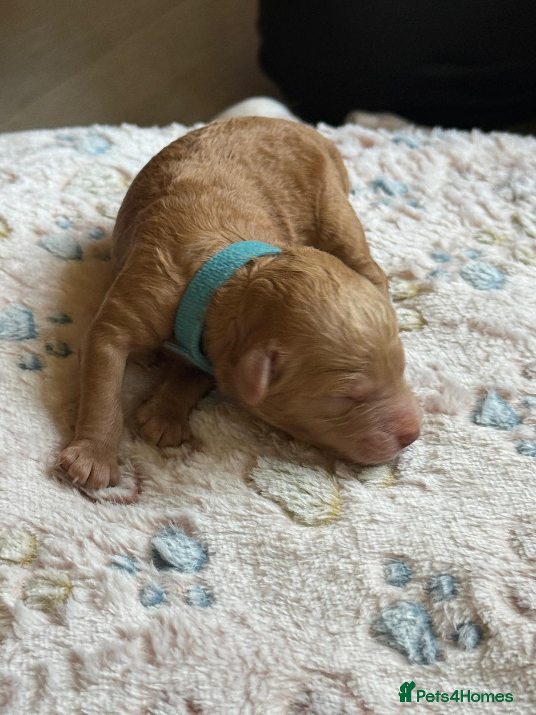 Cockapoo dogs for sale: STUNNING LITTER OF COCKAPOO - Image 6