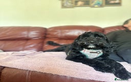 Mixed Breed dogs for sale: Beautiful Cocka/Cavapoo puppies expected.Ready Jan - Image 2