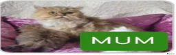Persian cats for sale: Persian kitten Vaccinated & Chipped in Blackburn - Advert 3