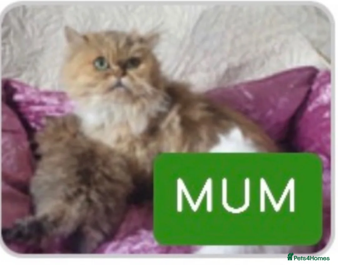 Persian cats for sale: Persian kitten Vaccinated & Chipped in Blackburn - Advert 3