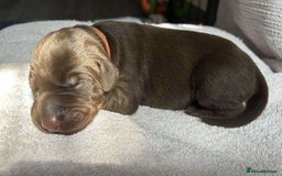 Dobermann dogs for sale: Beautiful litter of Doberman puppies  - Image 8