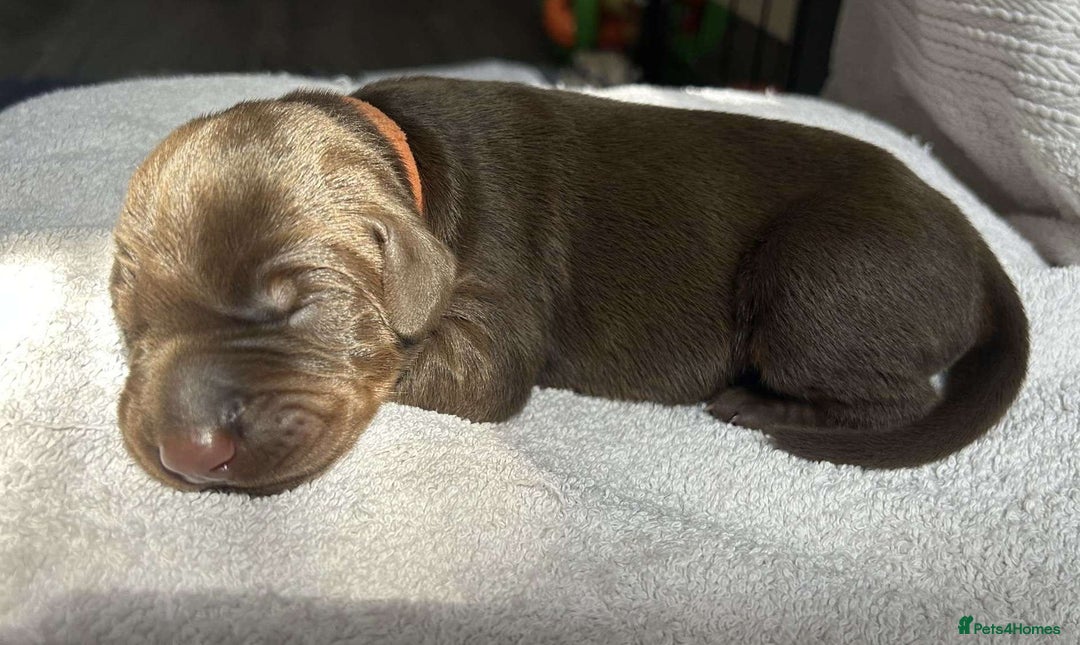 Dobermann dogs for sale: Beautiful litter of Doberman puppies  - Image 8