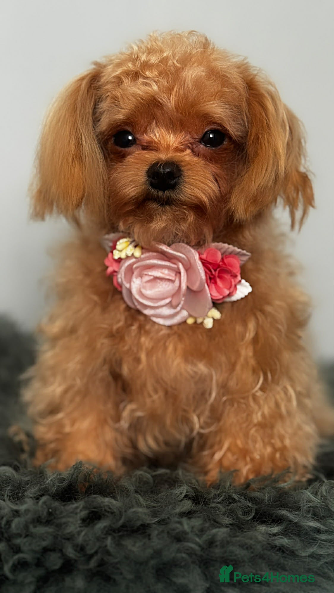 Maltipoo dogs Small F1 Asian Maltipoo female for sale - Advert 2