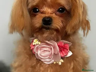 Maltipoo dogs Small F1 Asian Maltipoo female for sale - Advert 2