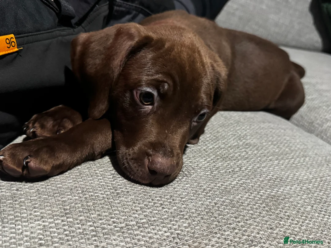 Mixed Breed dogs for sale: ‼️ last boy of the litter ‼️ - Advert 4