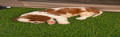 Cavalier King Charles Spaniel 1