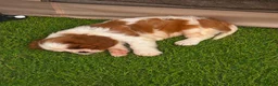 Cavalier King Charles Spaniel dogs for sale: Beautiful Cavalier King Charles Spaniel Puppies  - Advert 3