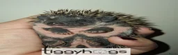 Pygmy Hedgehog rodents for sale: 3 Handsome boys available to reserve  - Advert 1