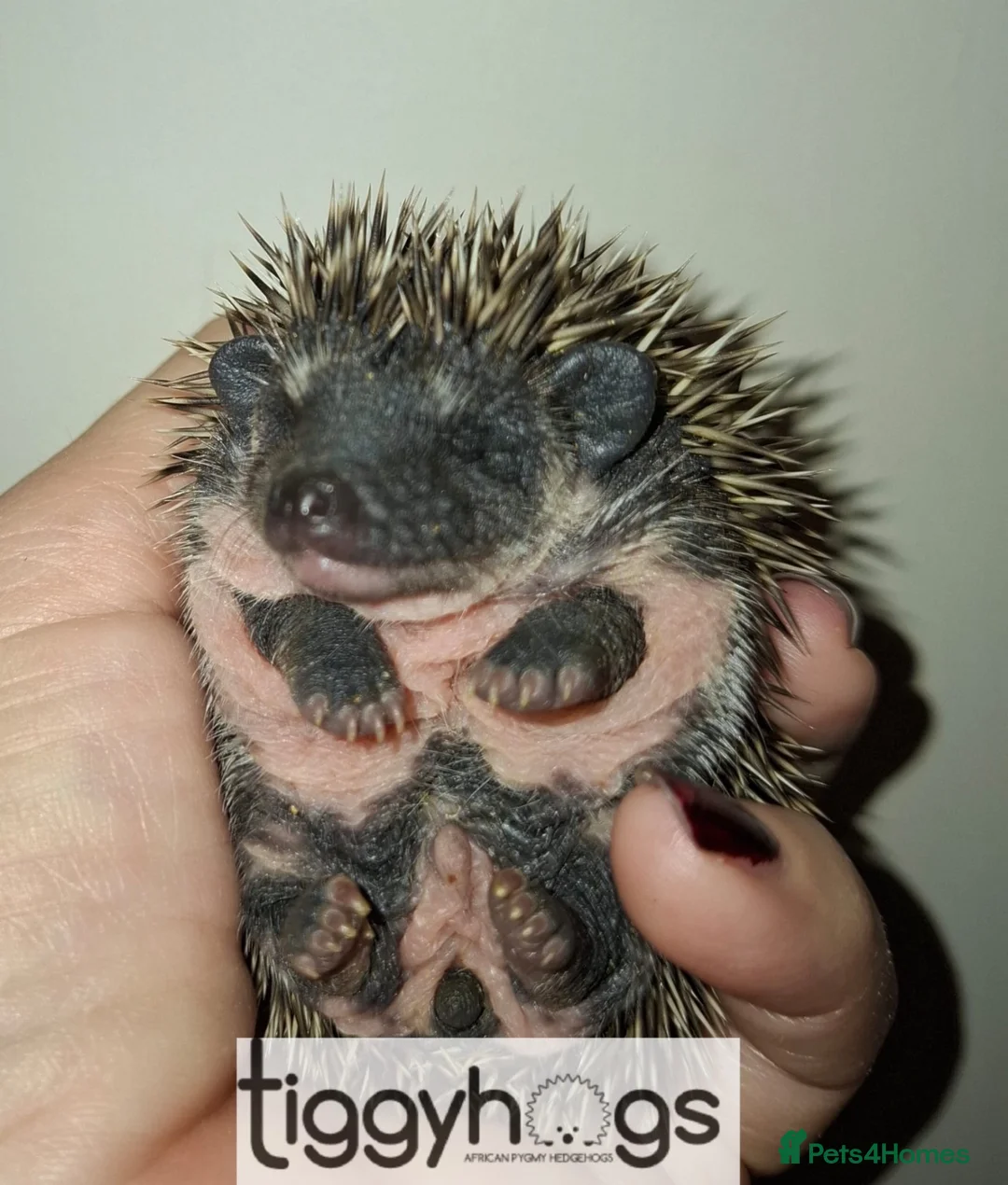 Pygmy Hedgehog rodents for sale: 3 Handsome boys available to reserve  - Advert 1