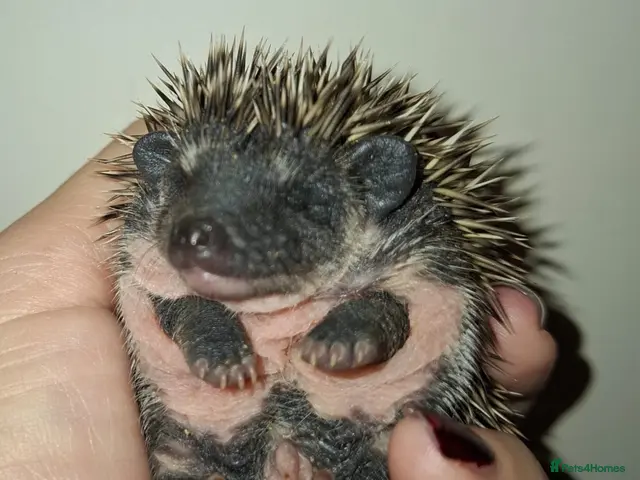 Pygmy Hedgehog rodents 3 Handsome boys available to reserve - Advert 1