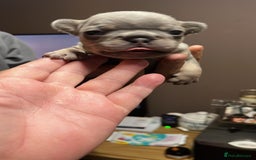 French Bulldog dogs for sale: 7 Stunning Babies ❤️💙 - Image 31