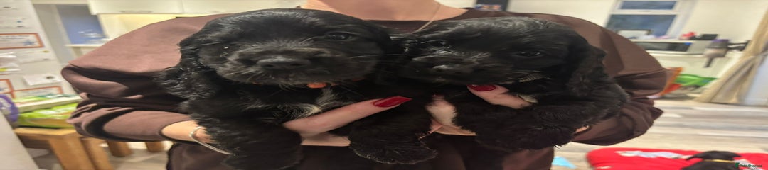 Cocker Spaniel Puppy 4