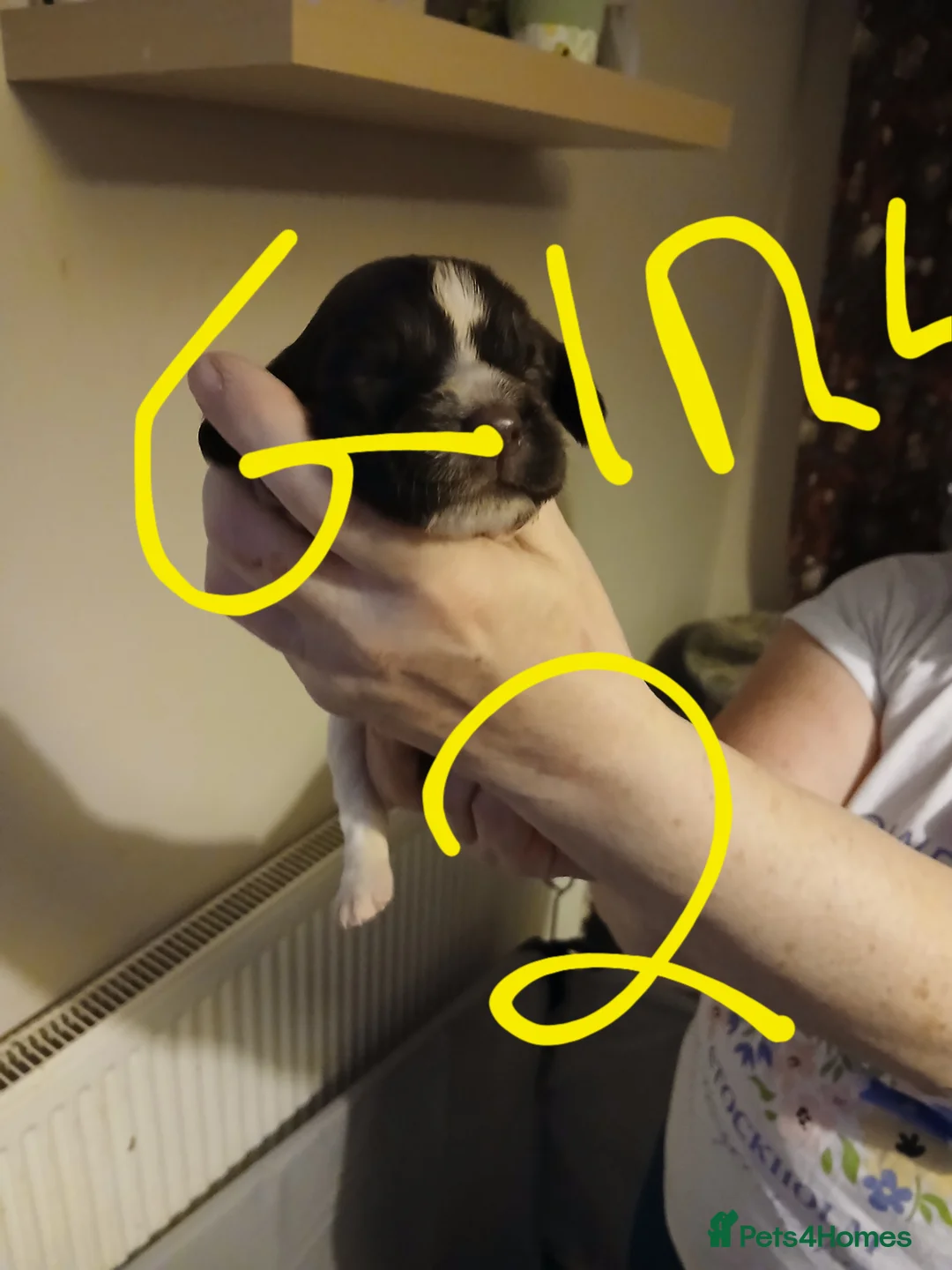 English Springer Spaniel dogs for sale: Springer spaniel  - Advert 8