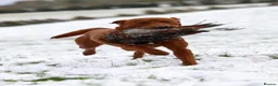Labrador Retriever dogs for sale: Mahogany fox red Labrador  - Advert 4