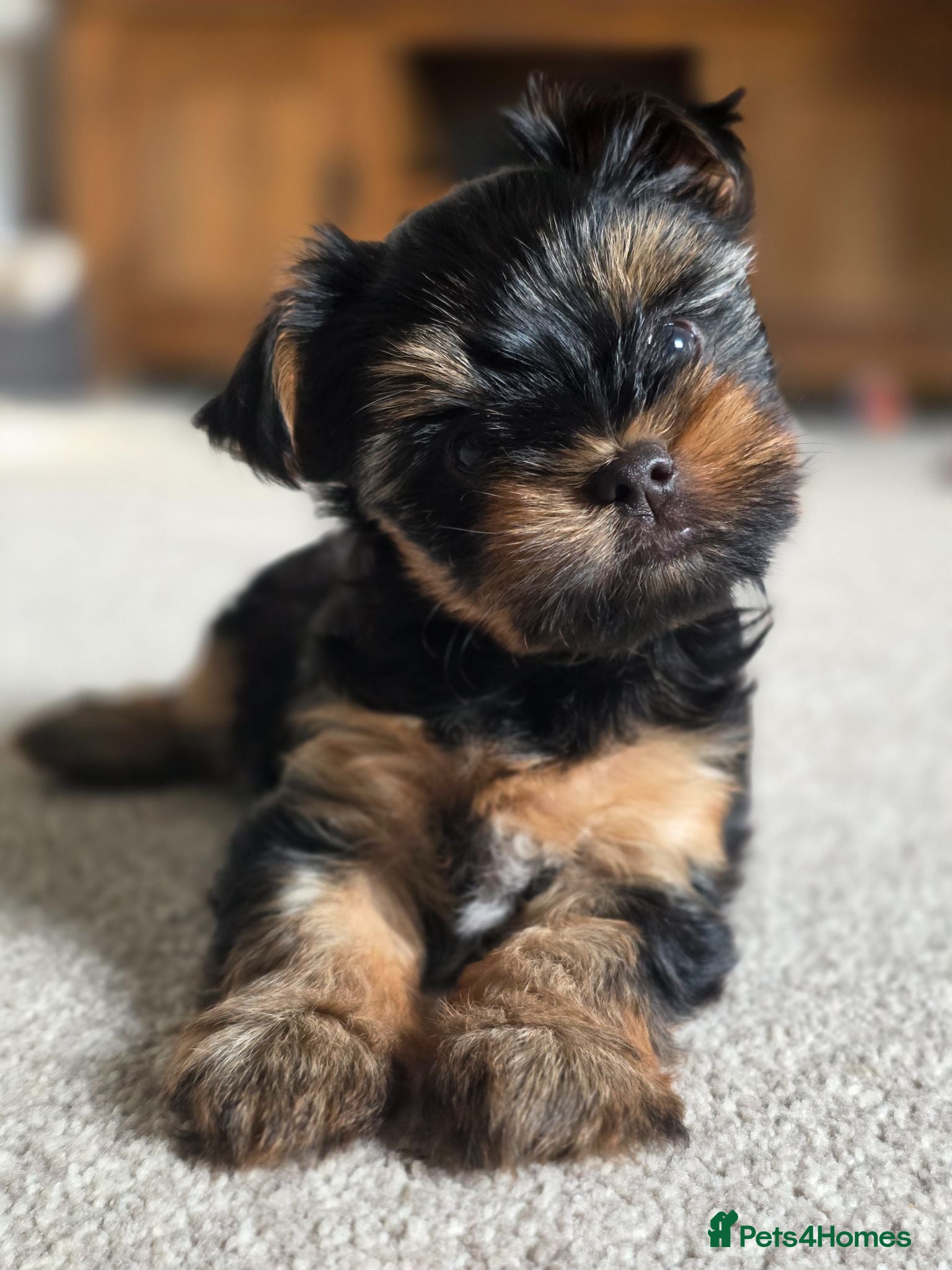 Yorkshire Terrier dogs Beautiful mini Yorkshire Terrier  - Advert 1