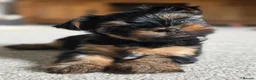 Yorkshire Terrier dogs for sale: Beautiful mini Yorkshire Terrier  - Advert 1