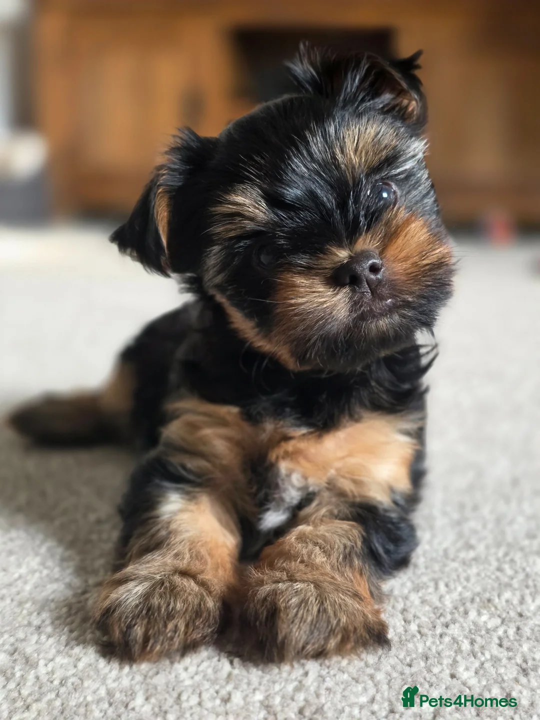 Yorkshire Terrier dogs for sale: Beautiful mini Yorkshire Terrier  - Advert 1