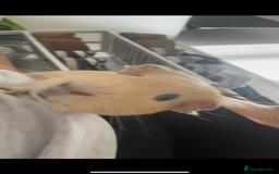 Guinea Pig rodents for sale: 2 male guinea pigs for sale - Image 3