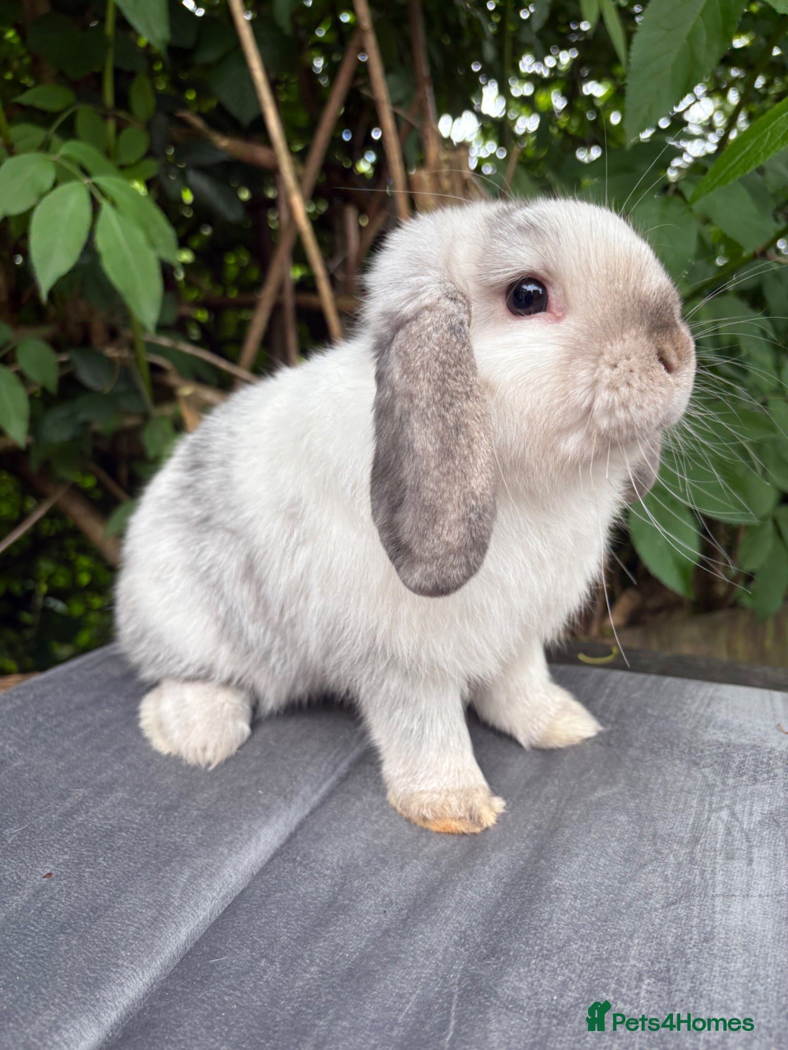 Netherland Dwarf rabbits for sale: Netherland dwarf babies and mini lop buck  - Advert 4