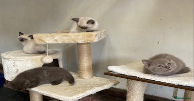 British Shorthair cats - Advert 3