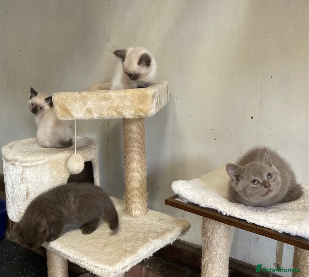 British Shorthair cats for sale: Healthy, happy kittens - Image 2